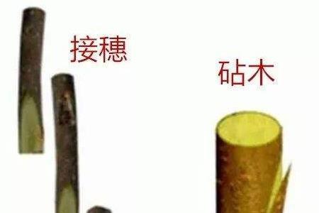 果树嫁接芽变是什么情况