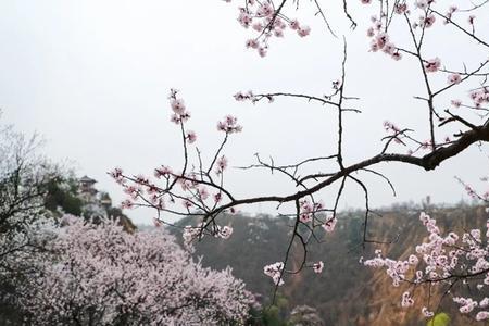 春风十里杏花香全诗