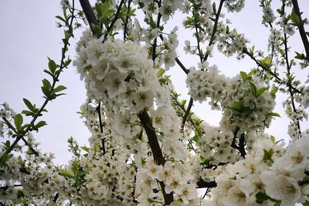 李树茂盛季节