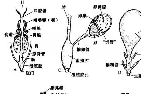 如何用肉眼查看轮虫