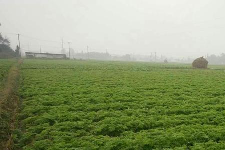 川芎根栽种的正确方法