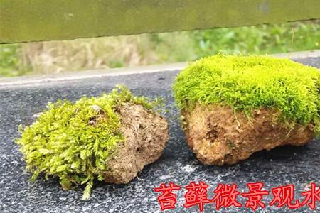 陶瓷缸青苔怎么处理