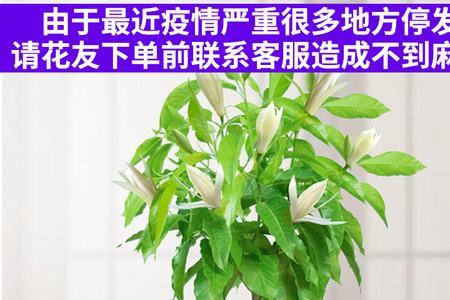 玉兰树可以施羊粪吗