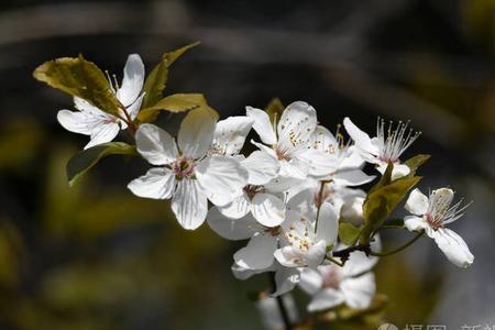 叶子细长中间长梗开一串白花