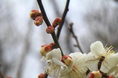 片片花骨也成堆什么意思