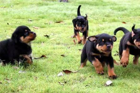 罗威纳幼犬需要祛除狼爪吗