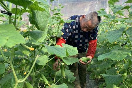 东北大棚旱黄瓜的种植技术