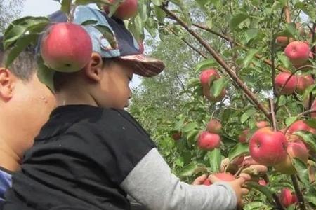 胶州采摘苹果最便宜的地方