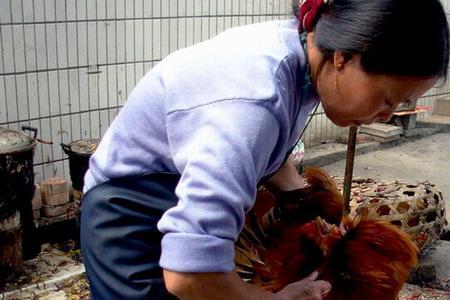 女人杀鸡痛吗