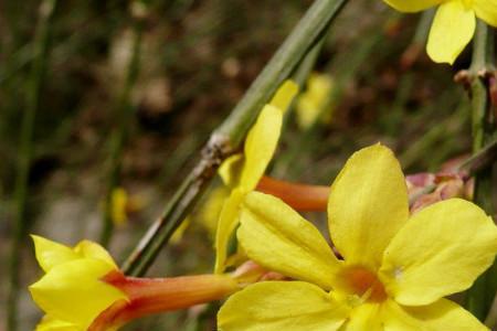 四川迎春花属什么品种