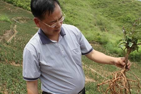 巴戟天种植时间和方法