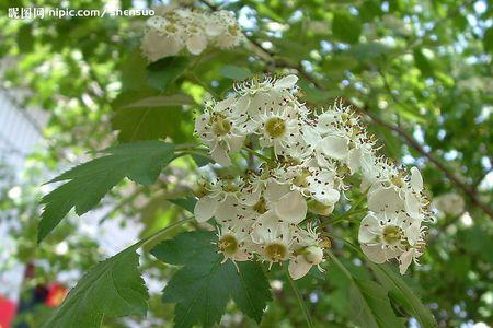 山楂花和梨花的区别