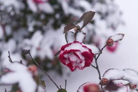 形容雪盖梅花的词语