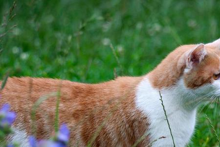 白猫小野猫有什么区别