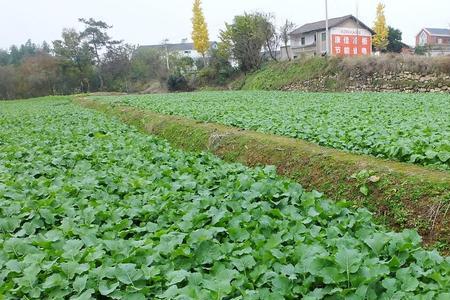 油菜大面积种植怎样撤种