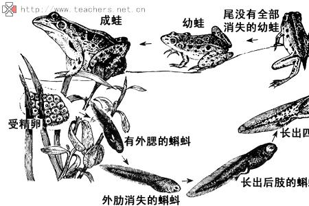 青蛙的演变过程怎么写