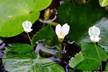 菱角花有雌雄比例吗