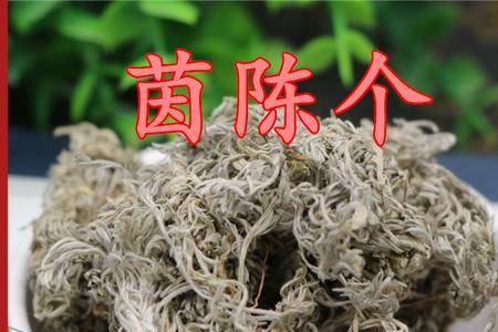 茵陈茶是绿茶吗