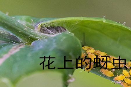 黄金宝塔花生蚜虫了该怎么办