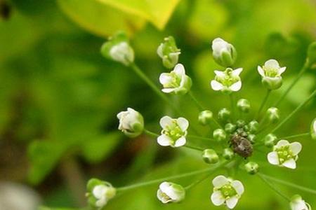 芨芨菜北方几月种植