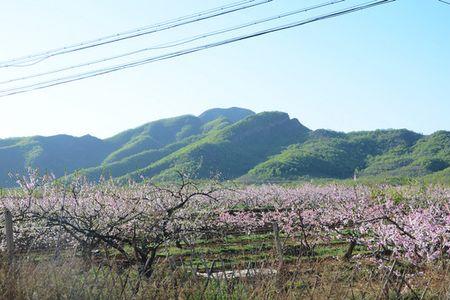 平谷桃花源可以去吗