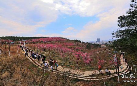 会理樱花谷门票