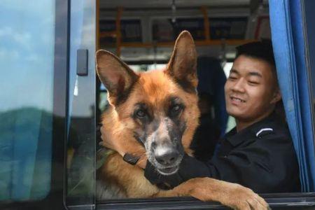 警犬技术学院女生可以去吗