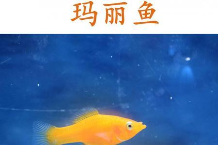 红玛丽鱼怎么养