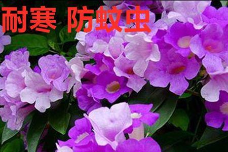 千里传香花耐寒吗