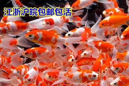 60万立方能养多少鱼