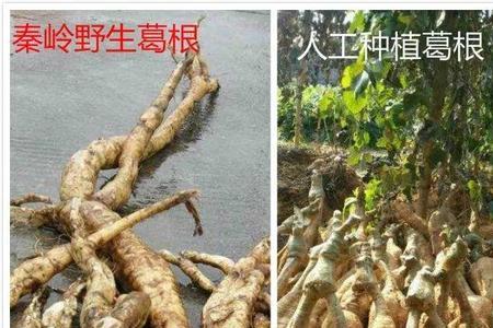 野生葛根什么时间段挖才能有粉