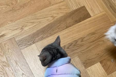 猫咪穿上衣服不会走路了