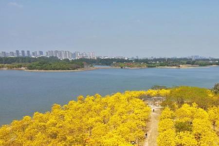 松山湖花海几月开