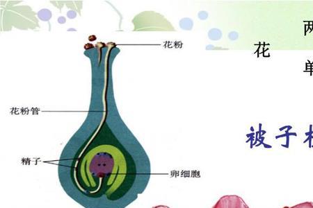 哪些植物的果实属于生物