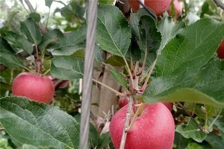 瑞香红苹果适合北方种植吗