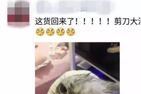 猫咪剪刀大法什么时间做