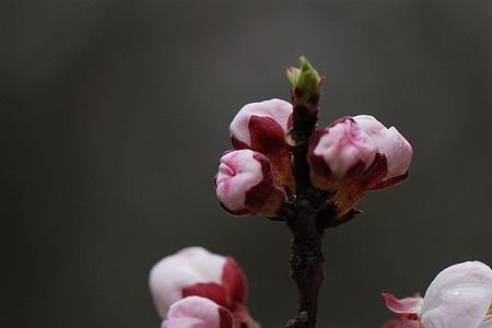 杏花零下五度能冻了吗