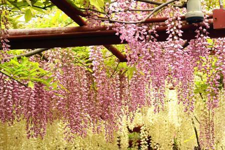 北京紫藤花开时间