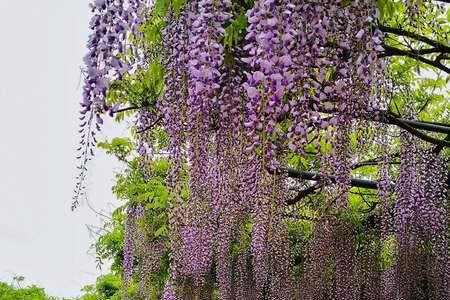 国藤紫藤什么时间开花