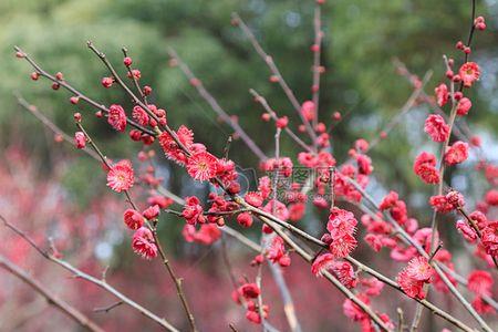 春天多彩梅花的叶子是什么样子