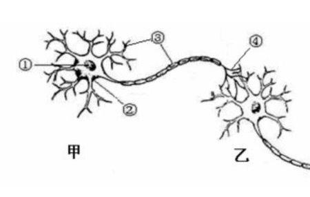 神经末梢是什么