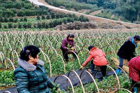 十年的茶叶再次栽种成活高吗