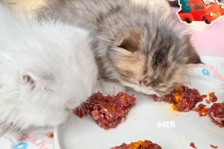 猫咪什么时候能吃生骨肉