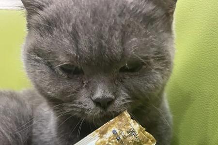 夏天猫咪多久吃一次化毛膏