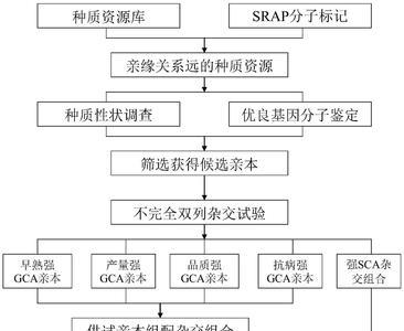 品种选育的基本流程