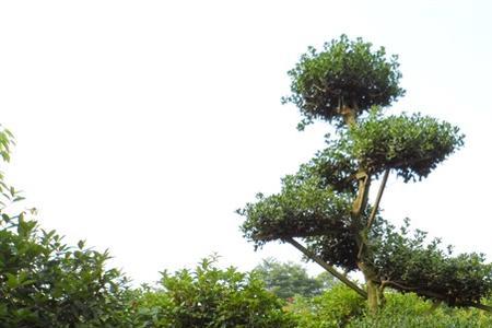 枸骨树移植容易活吗