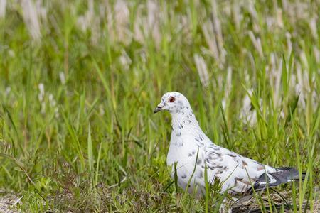 养野鸽子犯法吗