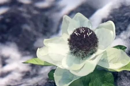 一棵雪莲花多重