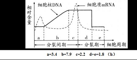 分裂间期中间的读音