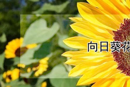 春葵花什么时候开花